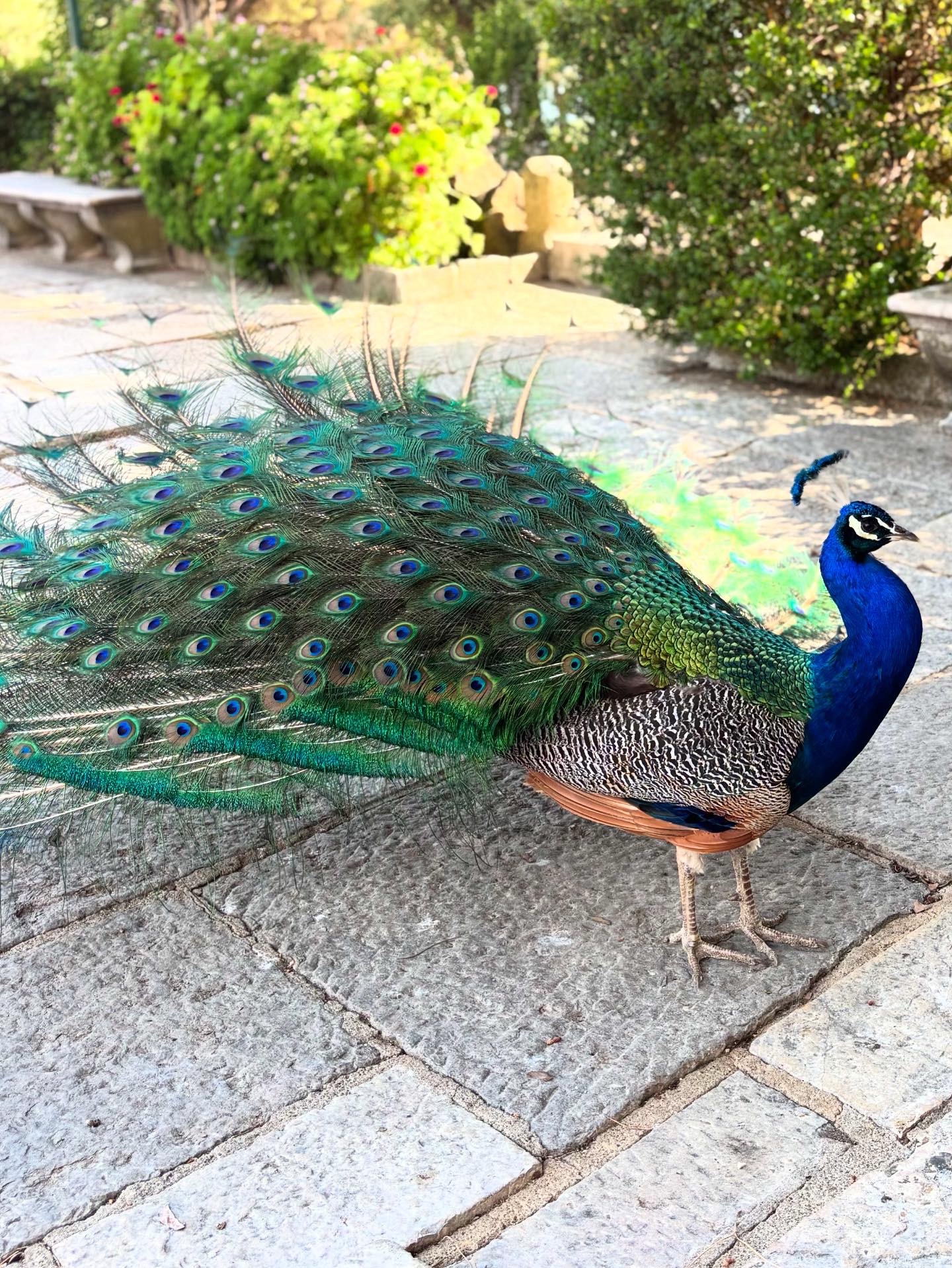 peacock in lisbon
