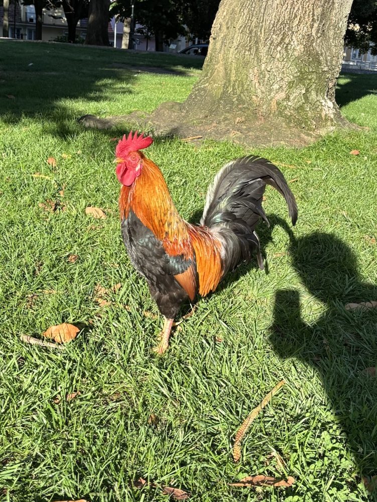 lisbon rooster