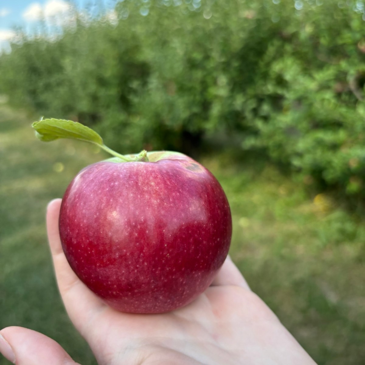 Get in on the Full Michigan Fall Experience with a Trip to a Cider Mill &&nbsp;Orchard