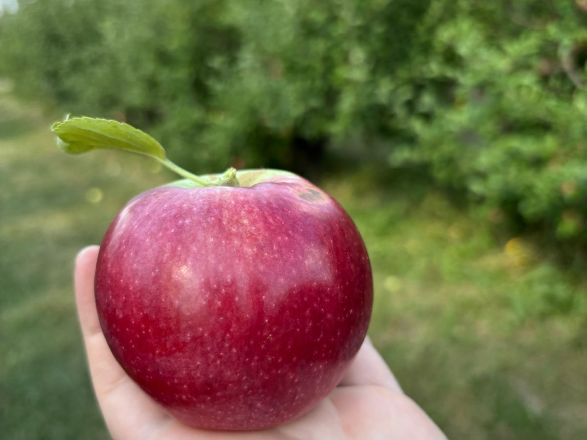 Get in on the Full Michigan Fall Experience with a Trip to a Cider Mill &&nbsp;Orchard